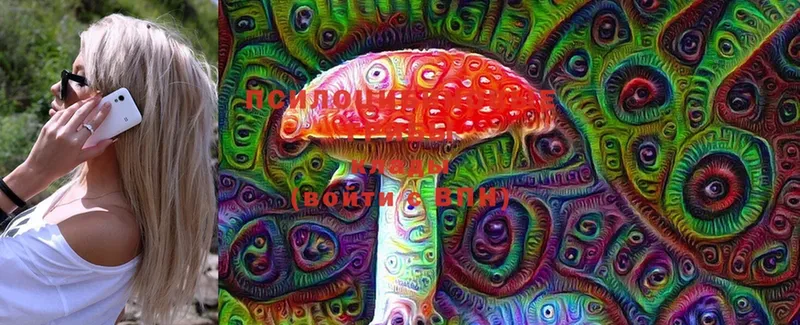 Псилоцибиновые грибы Cubensis  Высоковск 